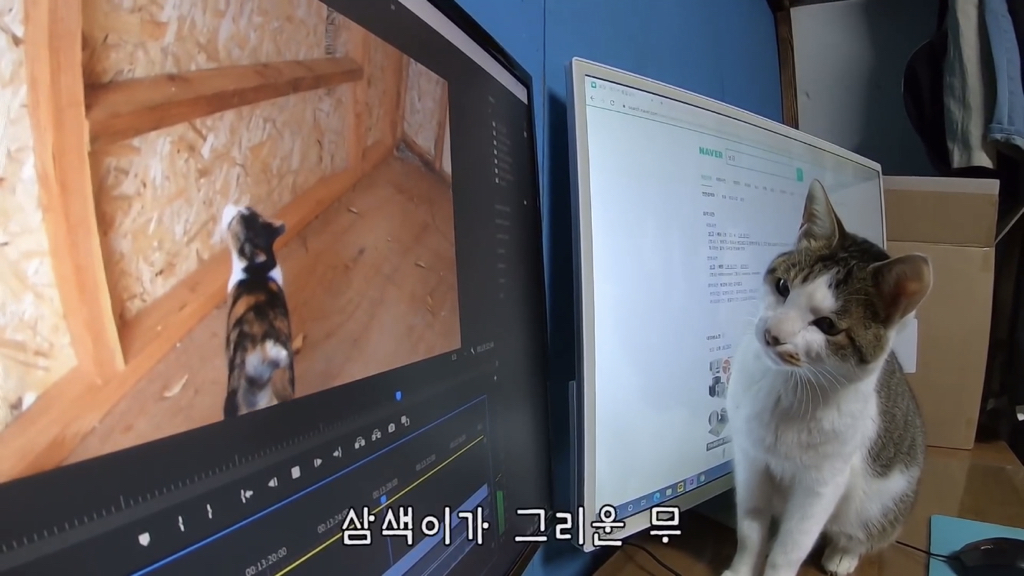 [hahaha] 양어장 냥이들에게는 늘 다정한 무...gif | 인스티즈