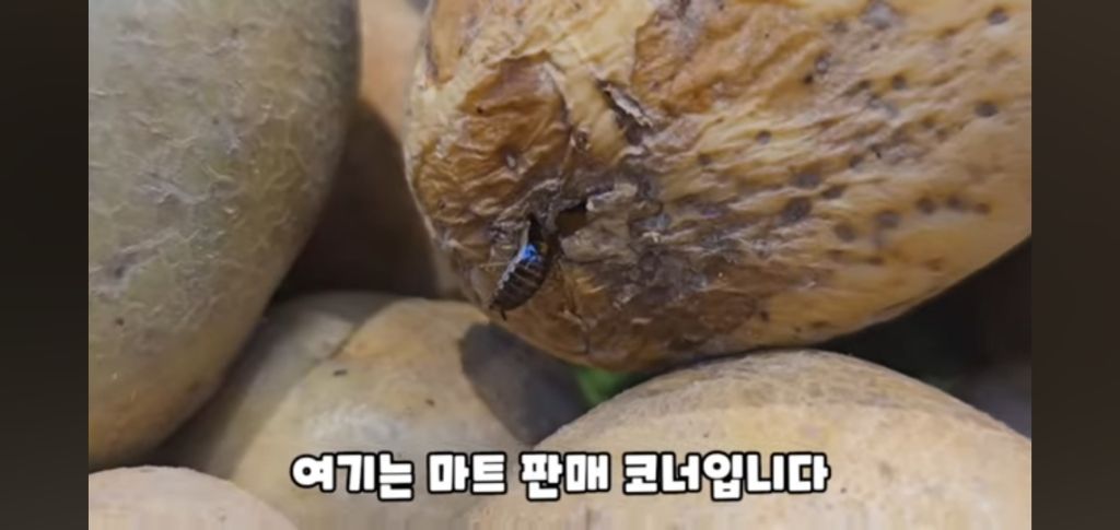 필리핀 마트 진열대에 우글우글한 바퀴벌레 (바퀴사진 있음) | 인스티즈