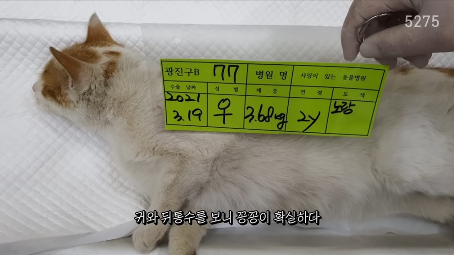 꽁꽁얼어붙은 한강위를 걷는 고양이는 몇살일까? | 인스티즈