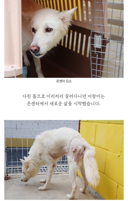 몸에 구멍난채로 끌려다니던 백구, | 인스티즈