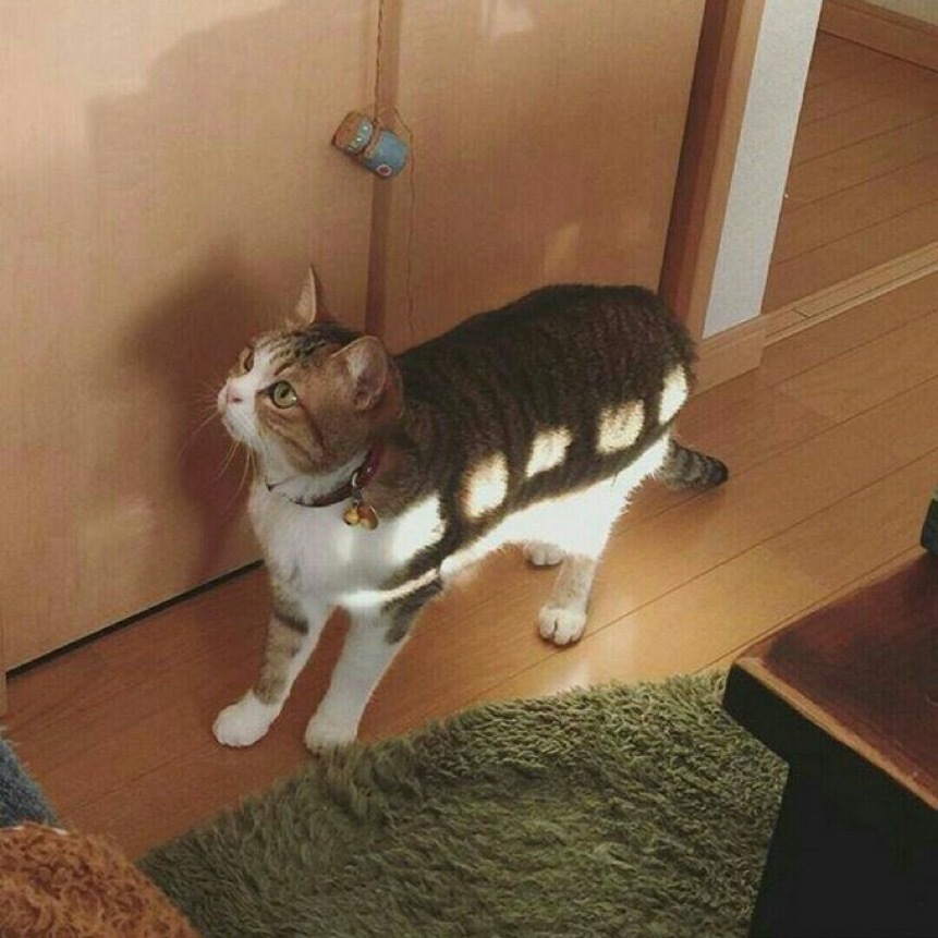 토요일의 고양이를 좋아하세요? | 인스티즈