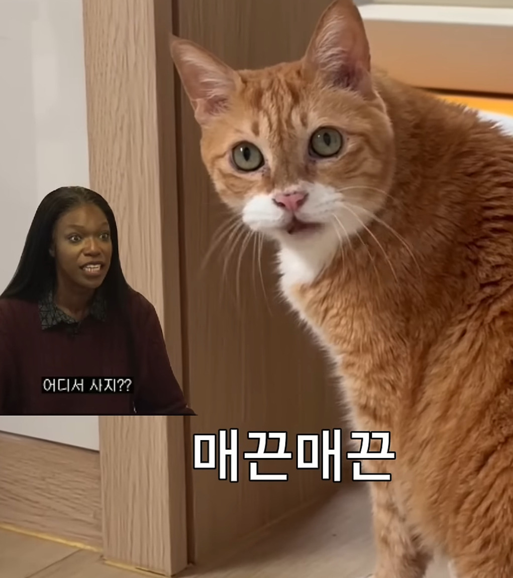 카니 매끈쏭 부르는 17세 고양이 | 인스티즈