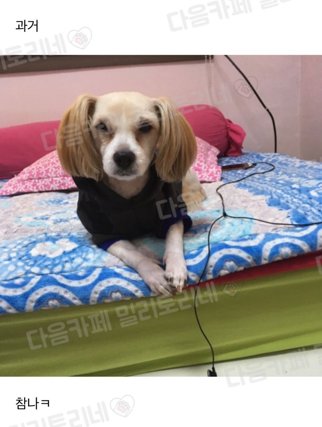 우리집 강아지 과거사진 보면 다 놀라 | 인스티즈