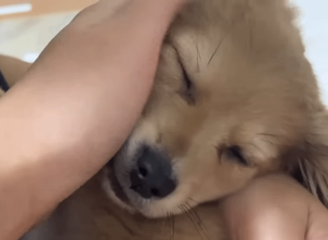 유기견 입양 브이로그 🐶 너무 귀여워 .jpg | 인스티즈