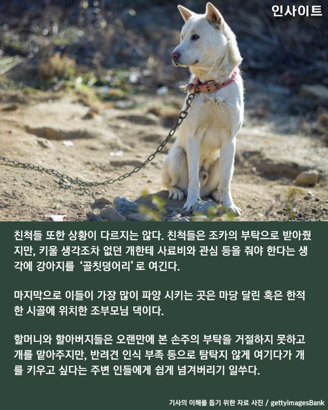 요즘 반려견 파양하는 청년들이 '죄책감' 안느끼려고 쓰는 방법 | 인스티즈