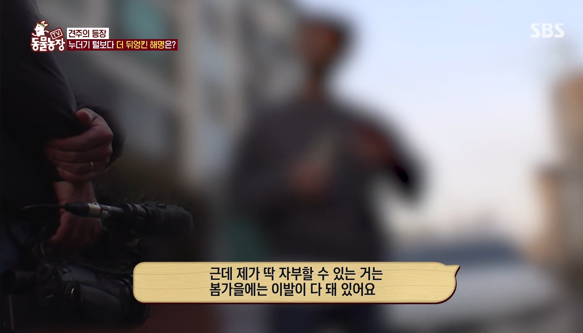 털로 뒤덮여서 걷지도 못하는데 케어한 거라는 견주 | 인스티즈