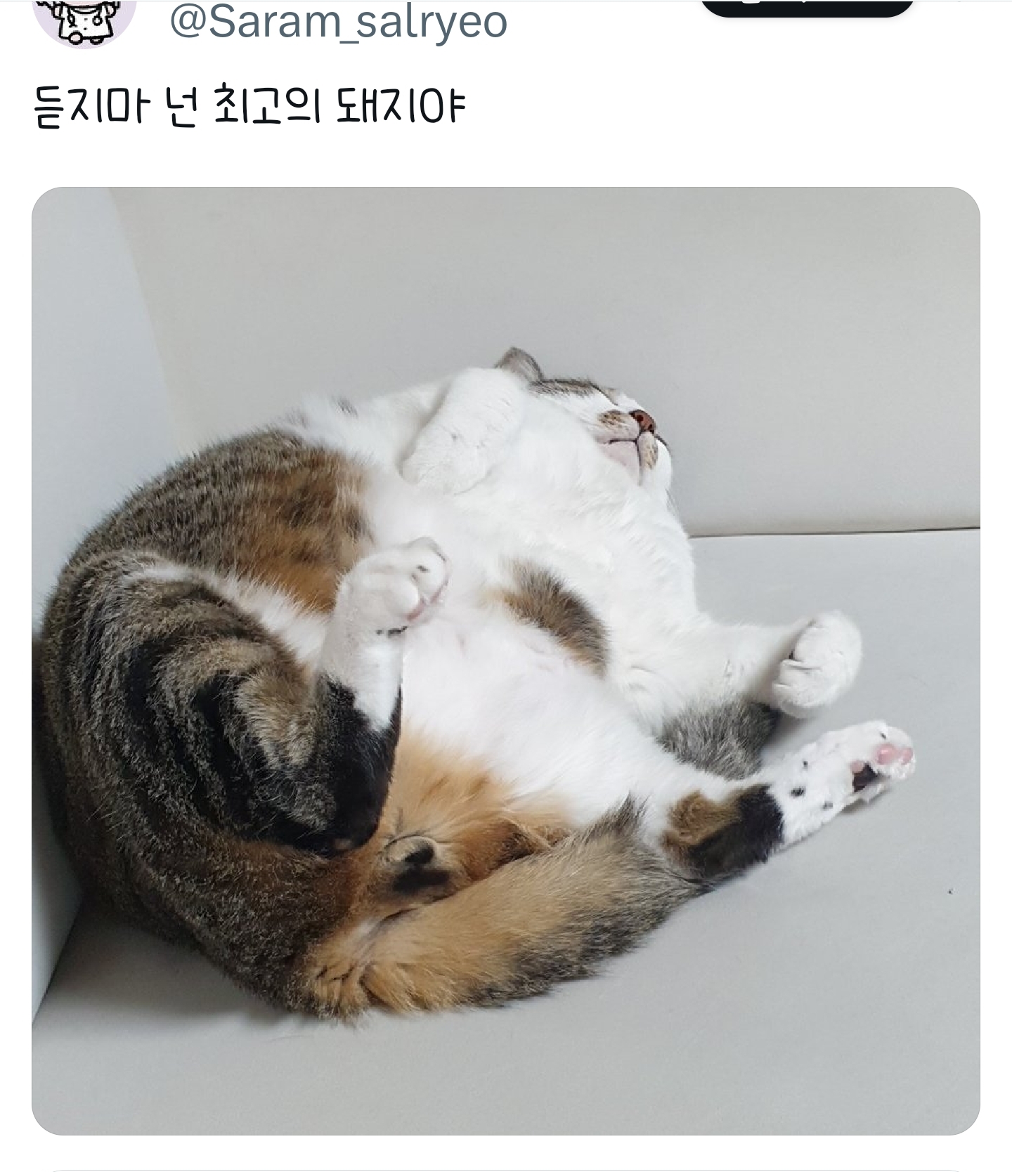 푸돼지 이미지