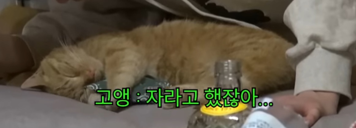 치즈냥(윤옥) 귀여워서 죽을거같은 몬스타엑스 자컨 | 인스티즈