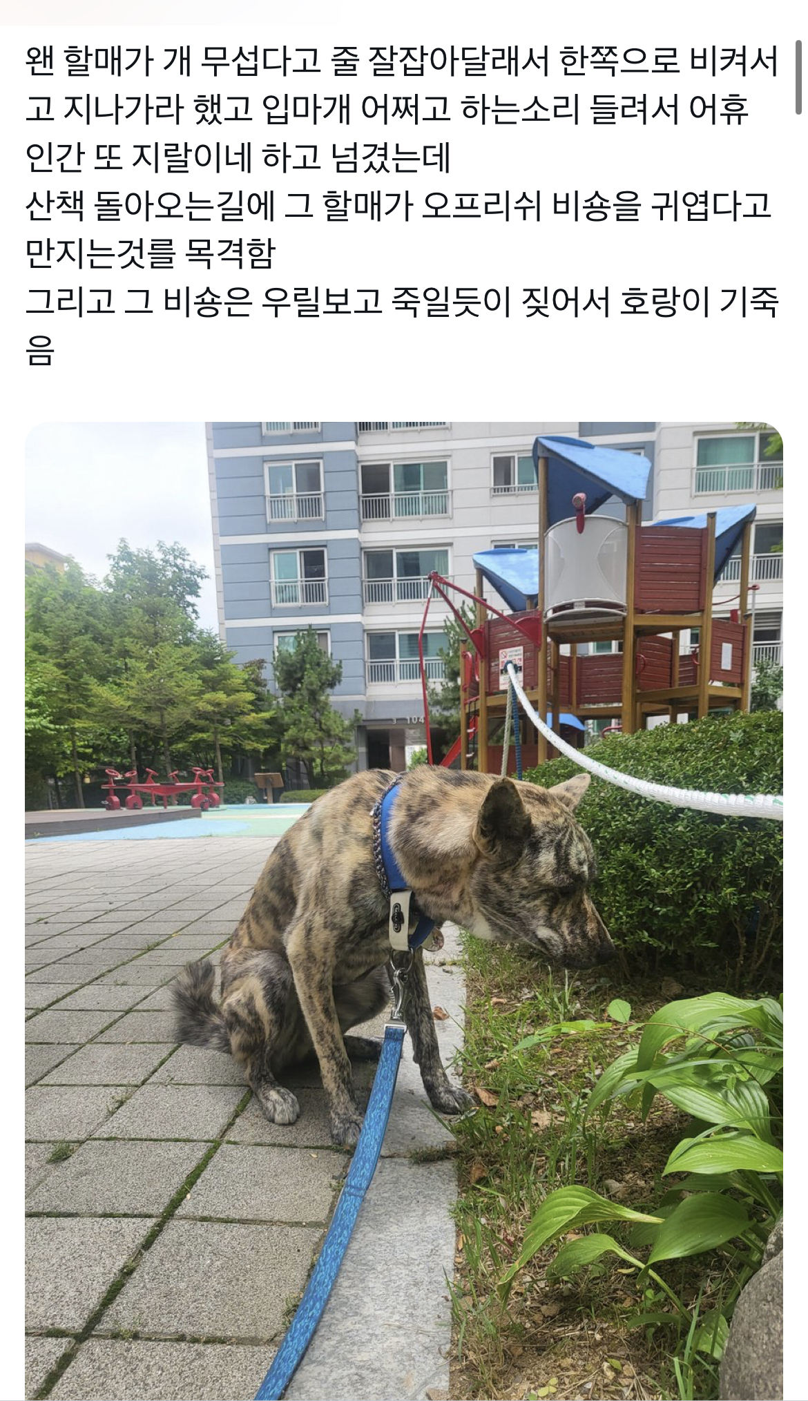 품종견과 진도믹스견을 대하는 태도 차이 | 인스티즈