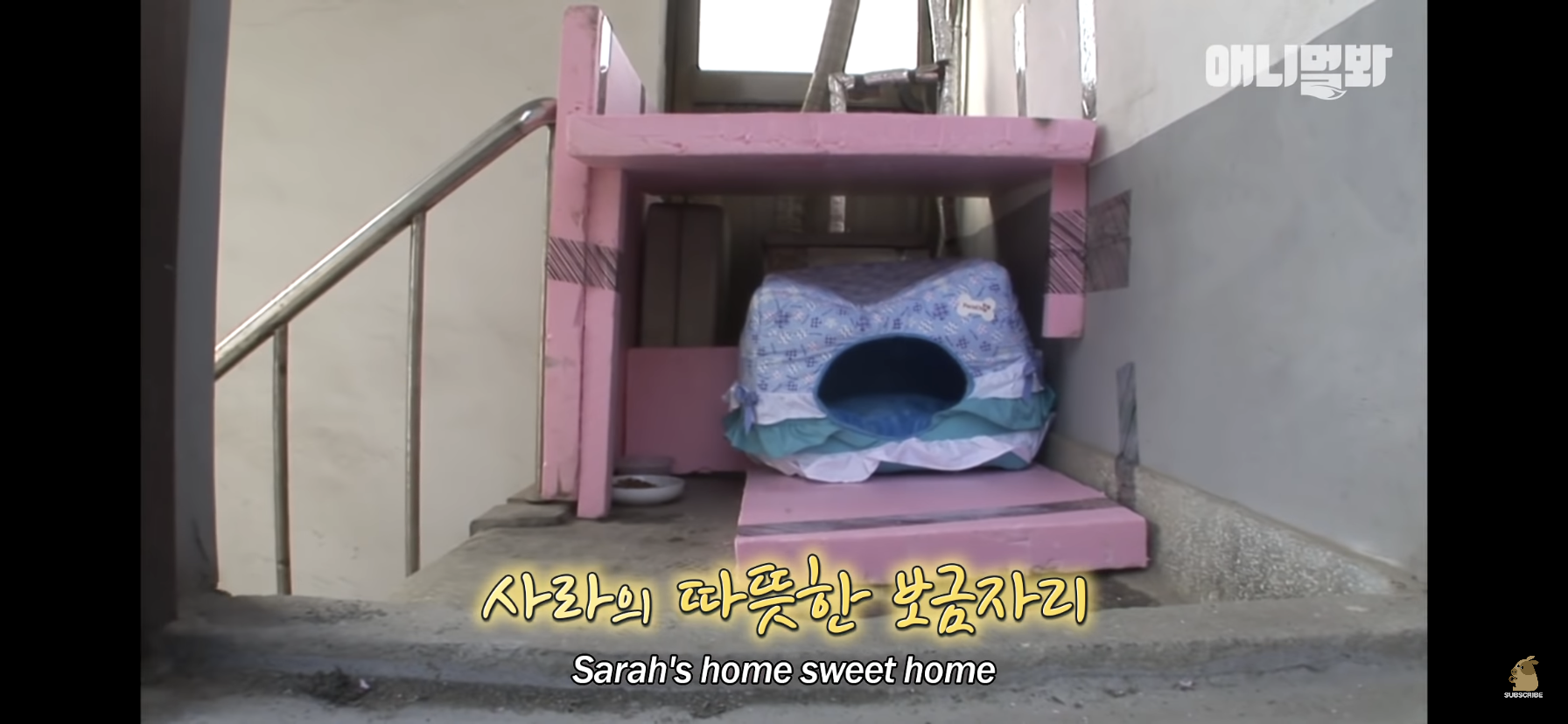 길고양이 목에 쪽지를 달자 생긴 영화같은 일 | 인스티즈