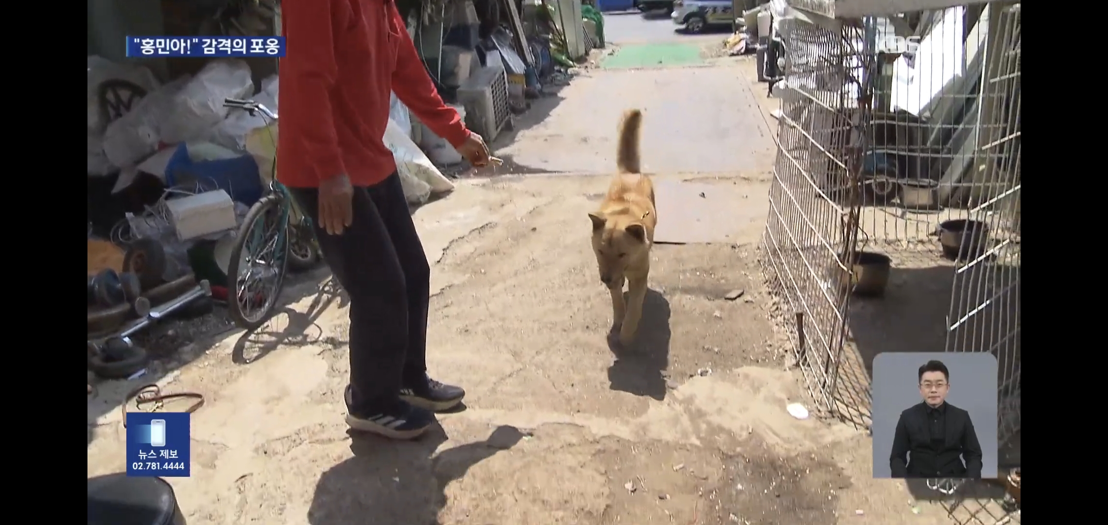 잃어버린지 41일만에 혼자 집 찾아 와 뉴스 탄 진돗개 손홍민이.jpg | 인스티즈