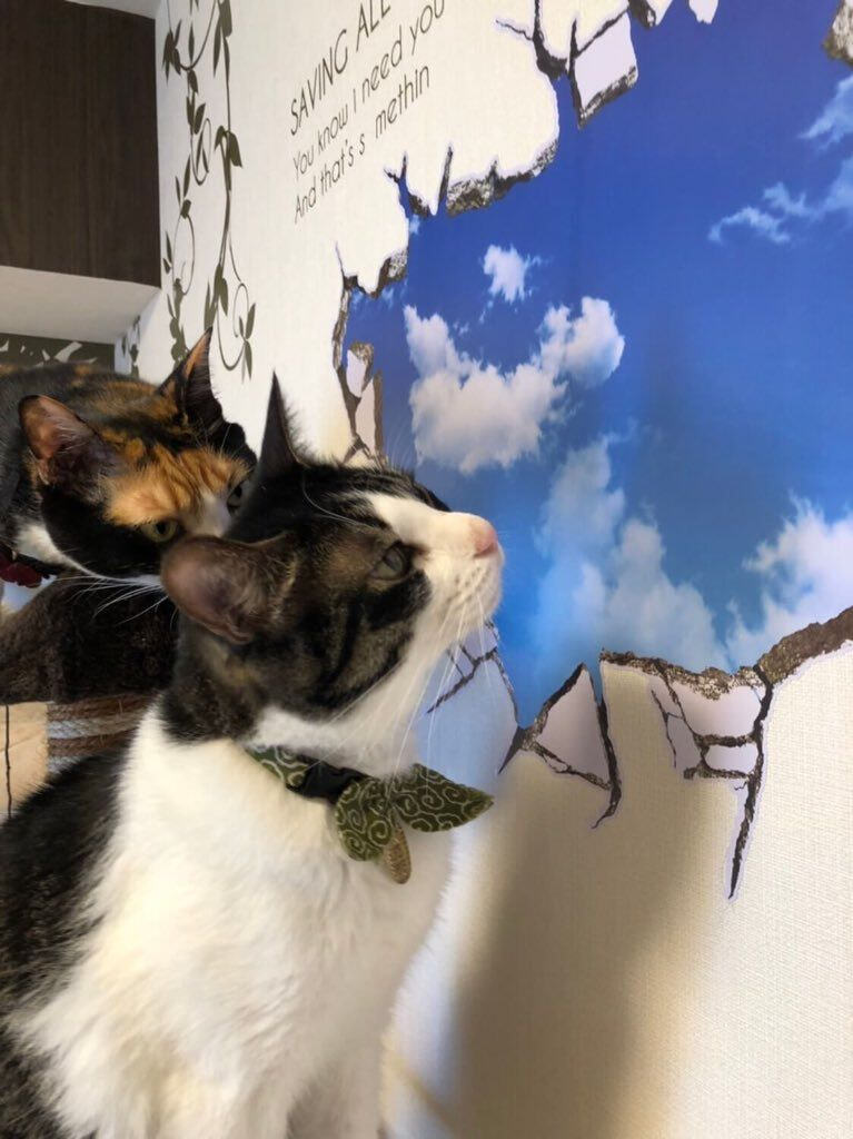 울집 냥이들이 갑자기 벽을 긁어대서 흠집 감출 겸 벽스티커 붙였는데 엄청 속음 | 인스티즈