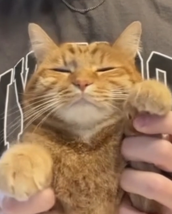 공사장에 고양이가 돌아다녀서 화가난 아저씨들 | 인스티즈