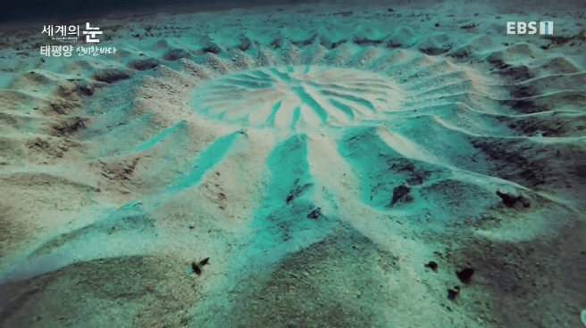 정말 흥미로운 과학자들이 12년만에 밝혀낸 바다속 신비한 문양의 비밀.jpgif | 인스티즈