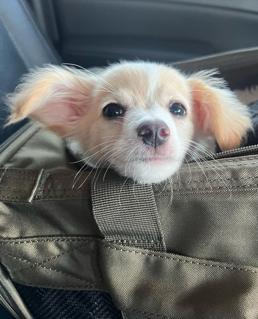 동물 구호 단체에서 유기견 입양한 행맨 | 인스티즈