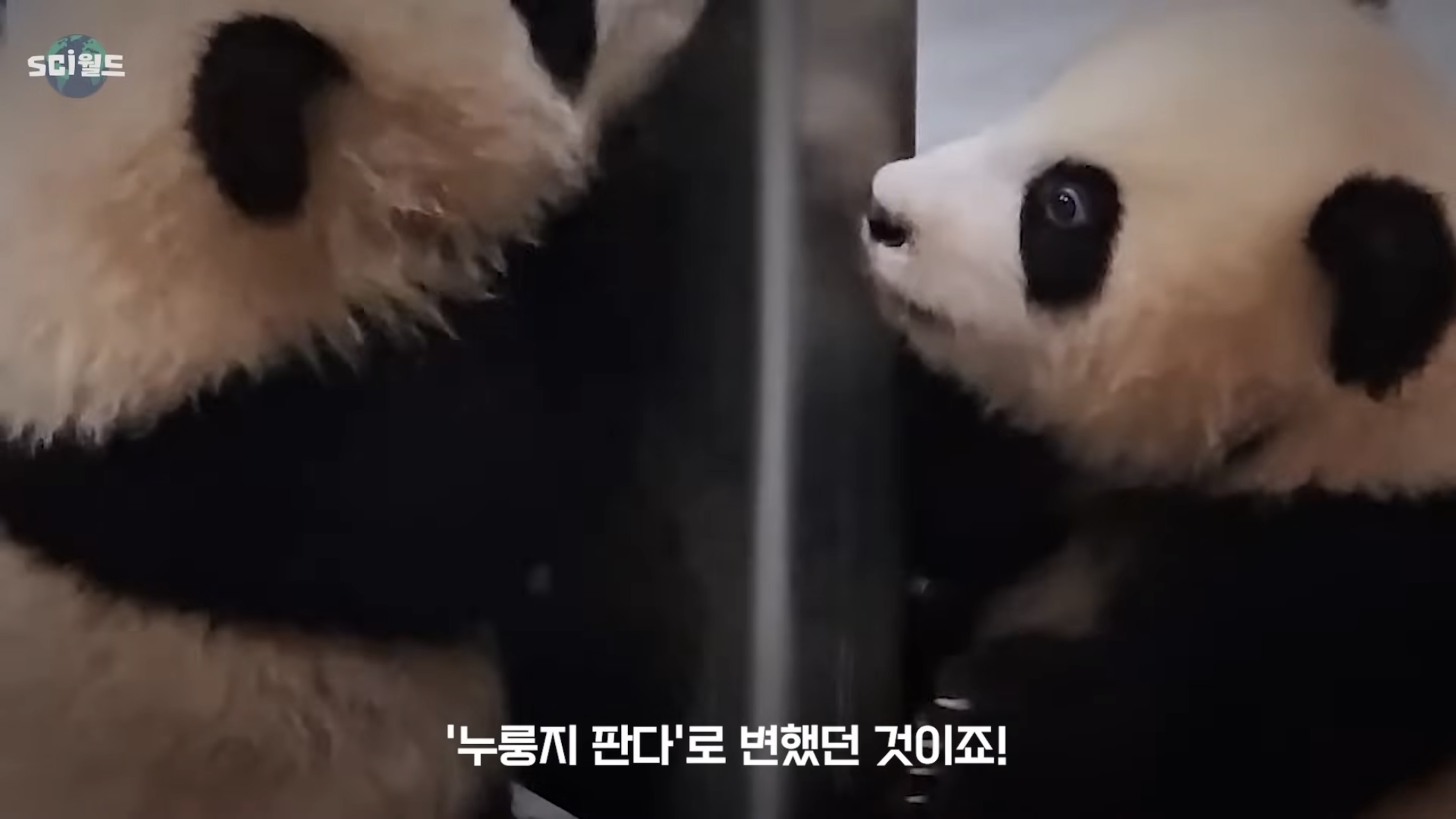 아기 판다들이 꼬질한 이유 | 인스티즈