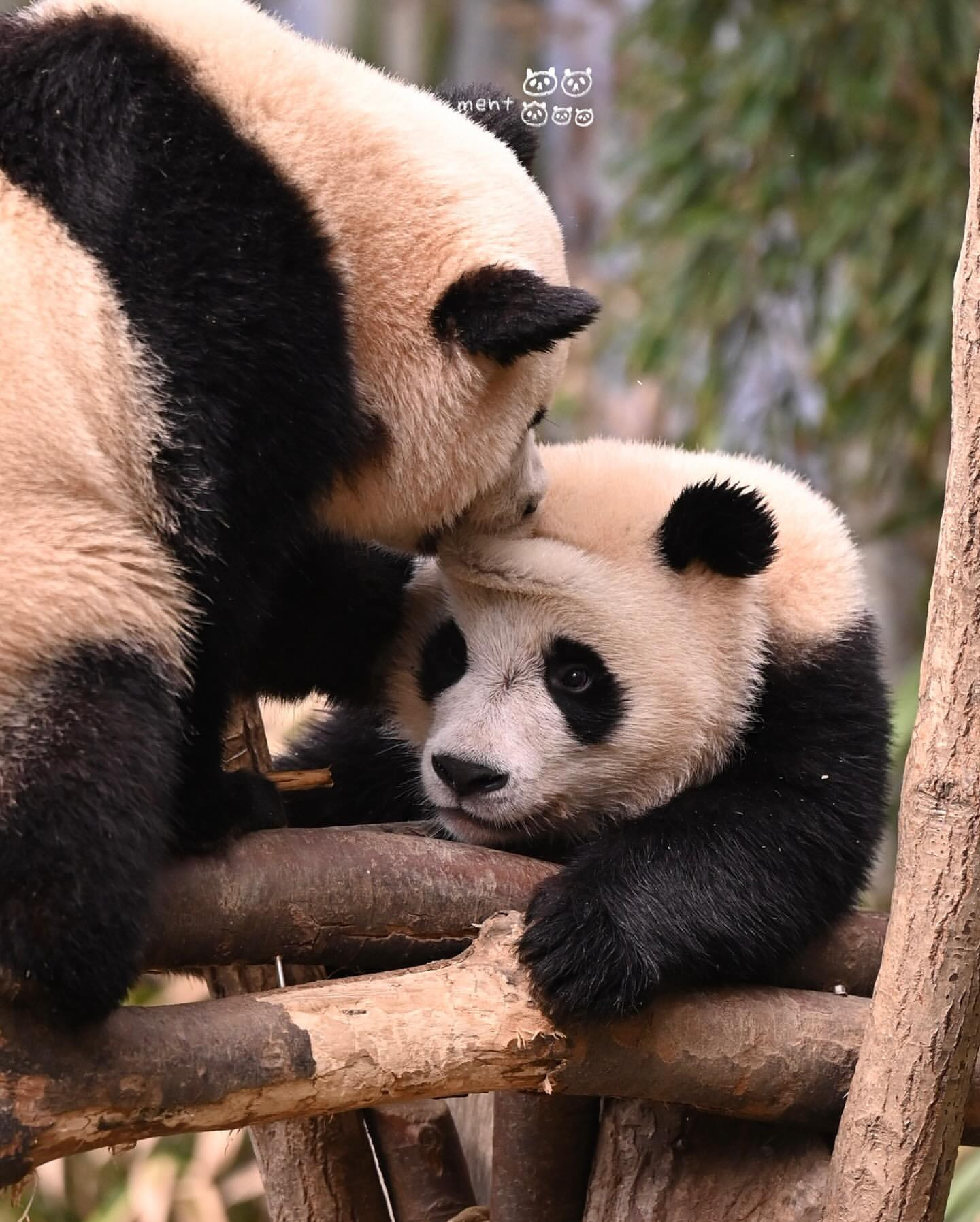 후이바오 마들렌 만드는 루이바오 | 인스티즈