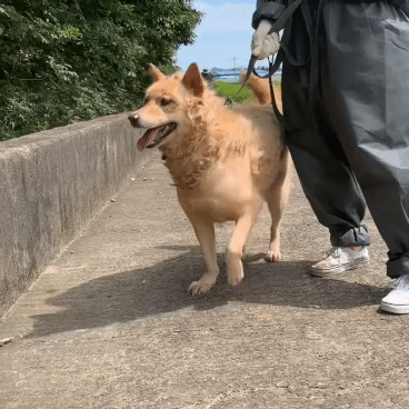 (유기견 임시보호/입양) 주인이 있었을 적 배웠던 '앉아' 도 기억하는 똑똑한 아이 도연이 | 인스티즈