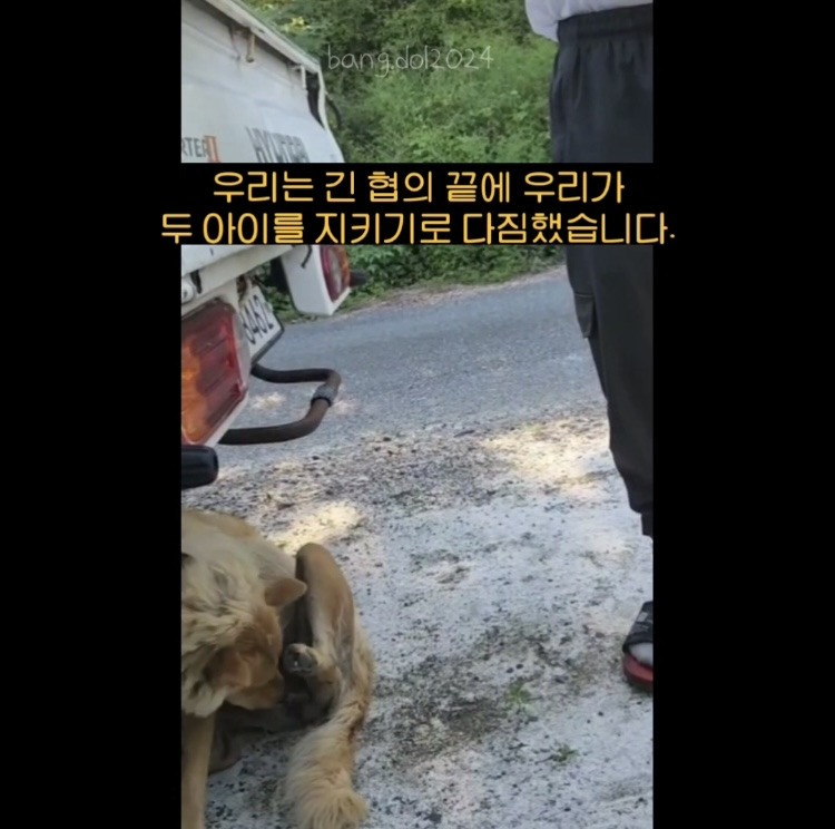 [입양홍보] 개장수에게 팔렸다 되찾아온 방치견 진순이·진돌이, 평생 가족을 찾아요! (부산/울산/전국) | 인스티즈