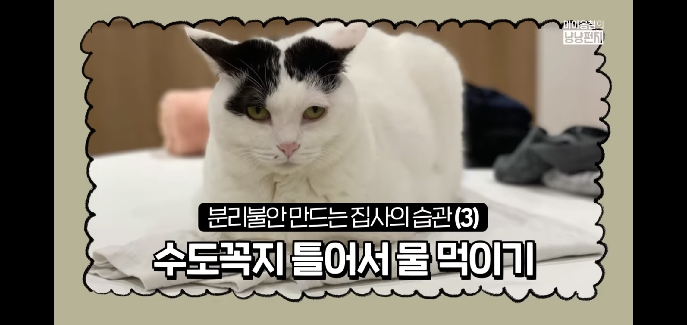 고양이 분리불안을 만드는 집사의 5가지 행동.jpg | 인스티즈