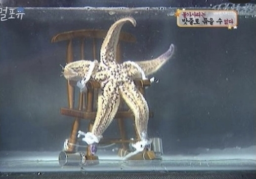 [스펀지] 불가사리를 밧줄로 묶으면? | 인스티즈