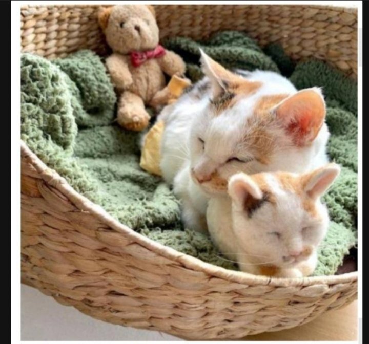 이 정도면 세쌍둥이 아니냐구 | 인스티즈