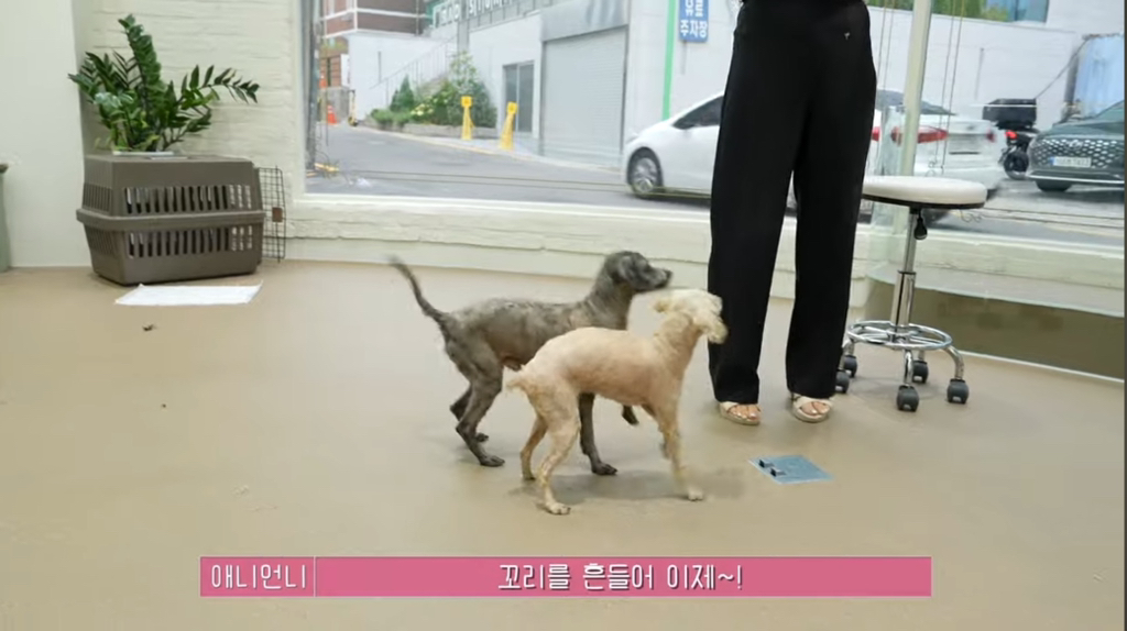 산속 구조된 누더기푸들의 충격적인 미용 과정 | 인스티즈