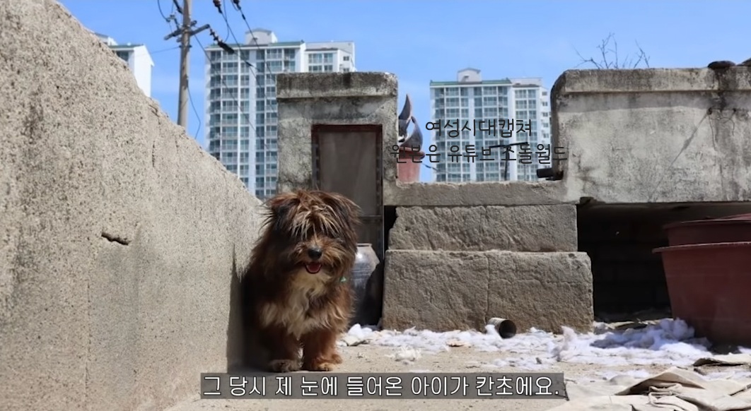 유기견 입양전후 변화. 겁많은 강아지의 100일간 브이로그 | 인스티즈