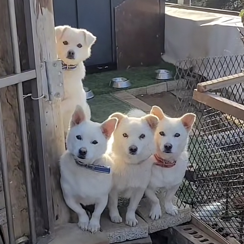교장선생님(아님)한테 훈화말씀 듣는 강아지들 (+애기들 밥 먹는 영상도 추가함 제발봐줘) | 인스티즈