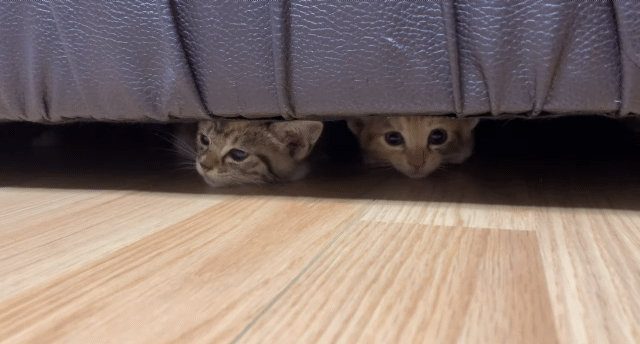 깜짝놀란 새끼고양이들.gif | 인스티즈