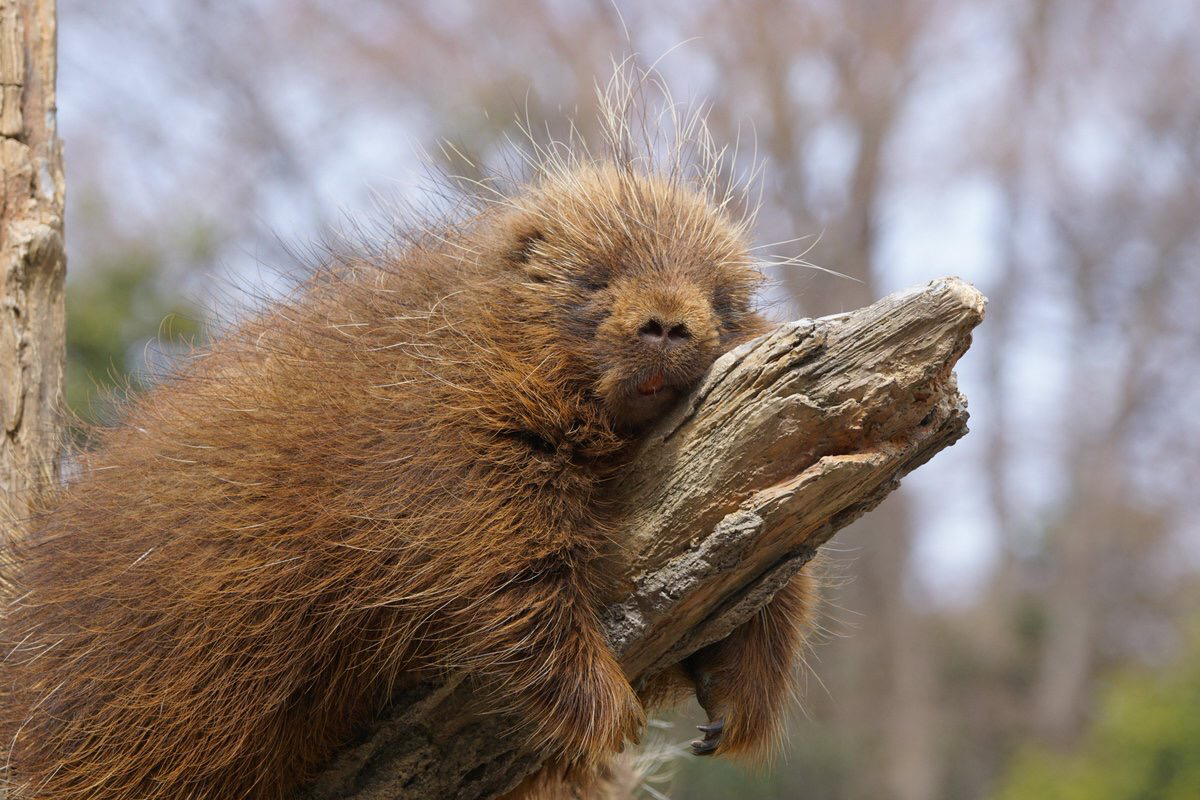 a55b0acc18ae1e34785baaeffd435438a616f313