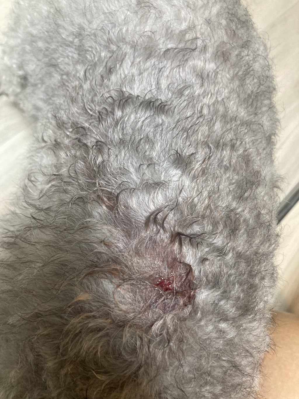 흙수저 강아지의 치킨냄새나는 넥카라... feat. 춘향 강아지 | 인스티즈