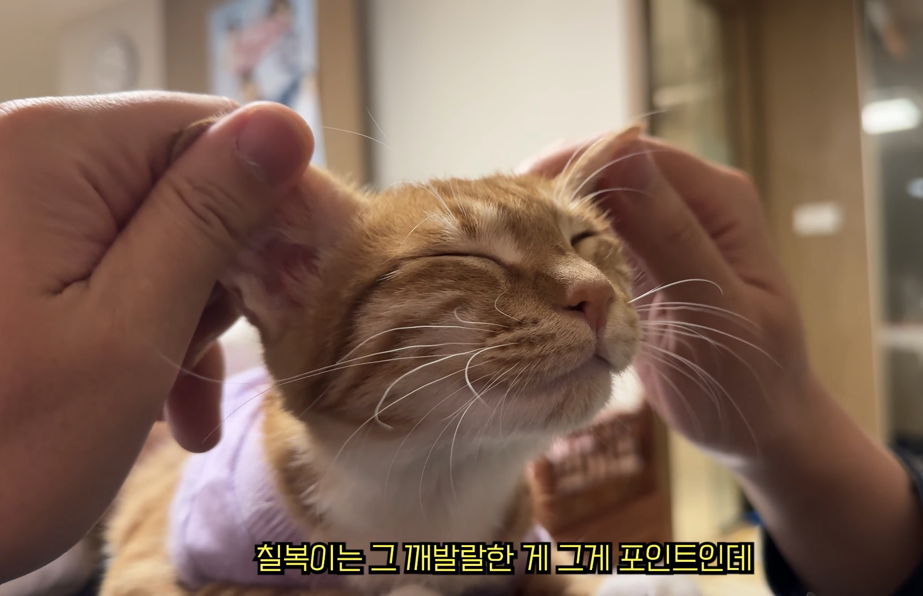 중성화 후 얌전해진 언더월드 칠복이 | 인스티즈