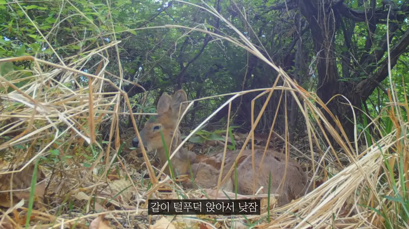 60일간의 방치한 카메라에 찍힌 산 속 동물들 | 인스티즈