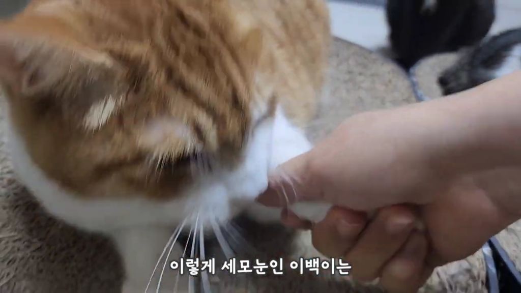 22똥괭이네) 화나서 세모눈된 고양이 😾 | 인스티즈