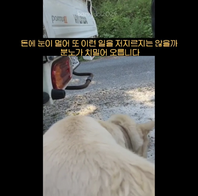 [입양홍보] 개장수에게 팔렸다 되찾아온 방치견 진순이·진돌이, 평생 가족을 찾아요! (부산/울산/전국) | 인스티즈