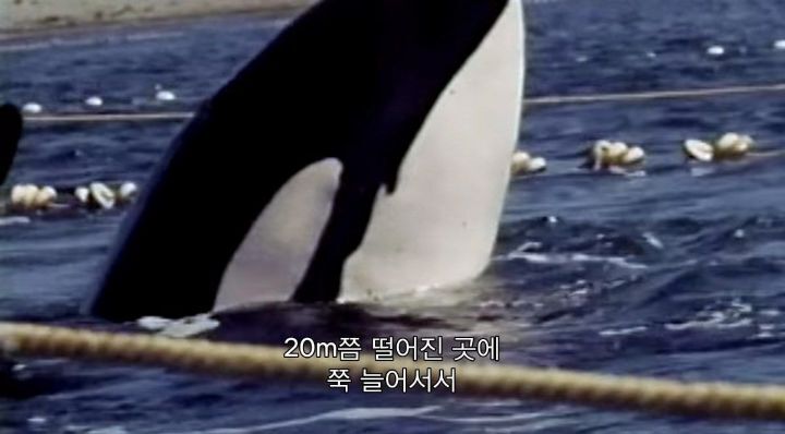 어느날 소방서에 고래가 조련사를 잡아 먹었다는 신고가 들어왔다 .jpg (스압주의) | 인스티즈