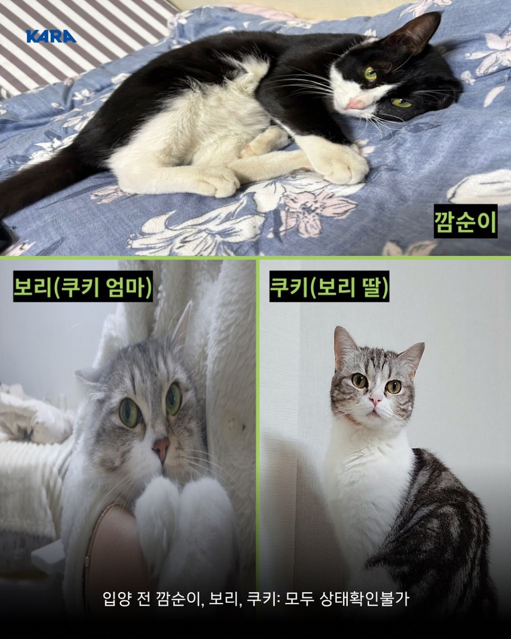 급)))부천에 입양가서 생사 안되는 고양이들이 있어요 제보받습니다 | 인스티즈