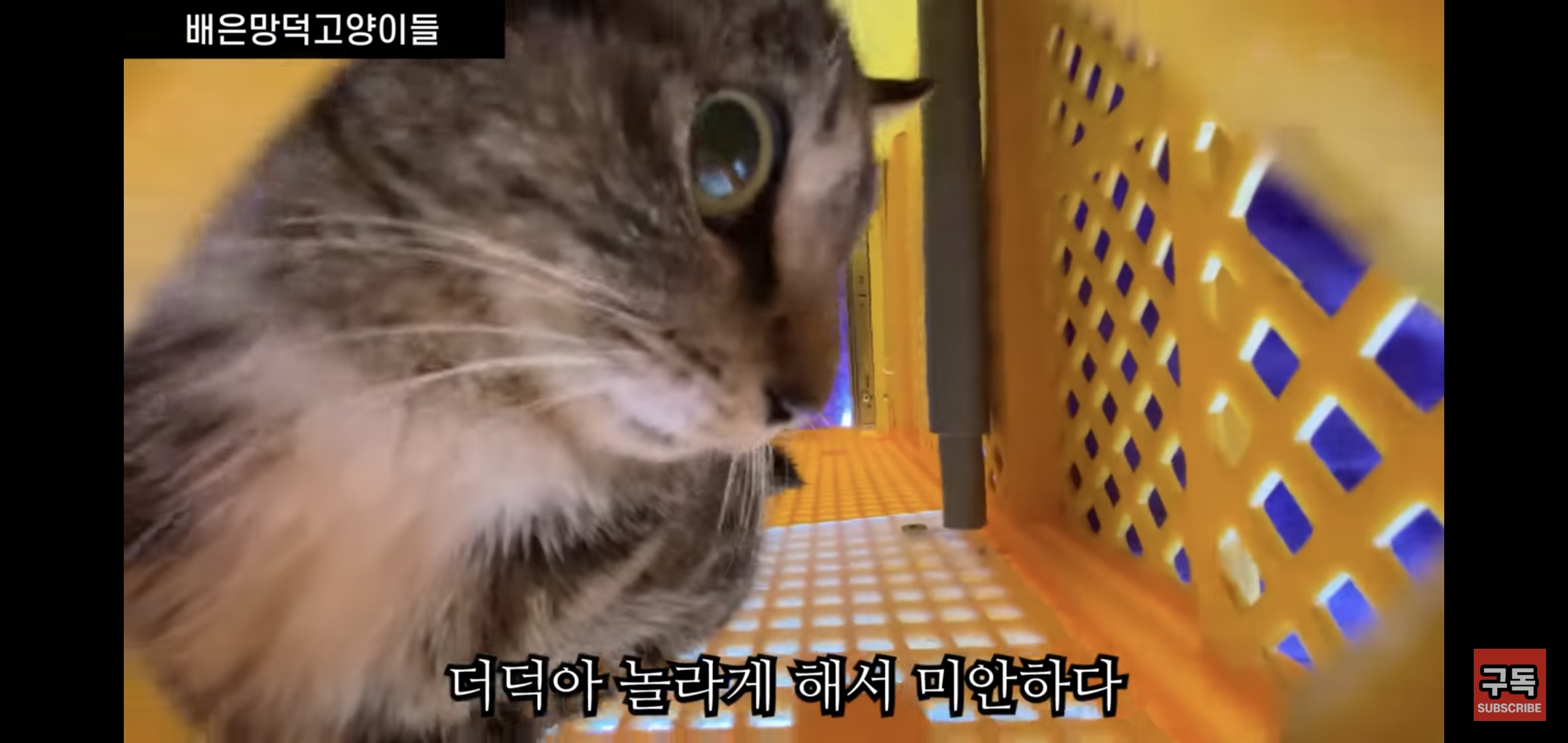 집 마당에 고양이가 나타나는 족족 다 잡아버리는 유튜버..jpg | 인스티즈