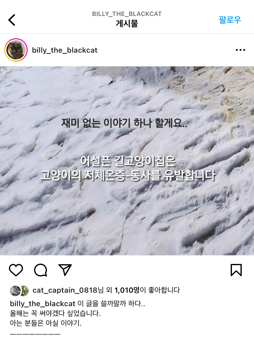 길냥이들 집 어설프게 마련해주면 오히려 죽이게 되는 결말을 맞이한대 | 인스티즈