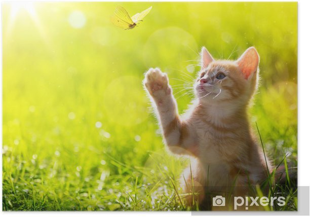 우리나라는 왜 고양이를 "나비야~"라고 부르게 됐을까 | 인스티즈