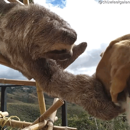 강아지가 좋은 나무늘보 | 인스티즈