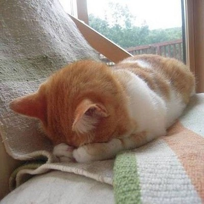 집사들이 은근히 좋아하는 고앵이 자세.jpg | 인스티즈