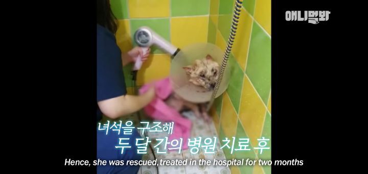 죽을것같은 우울증에 걸린 강아지 | 인스티즈