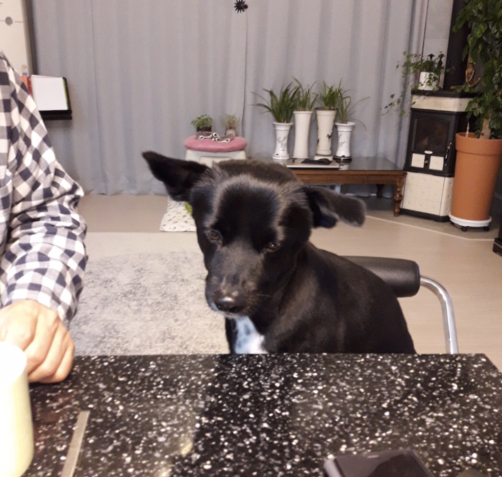 동네 친한 강아지 새끼낳았는데 나 자꾸 따라다녀 (동물농장/ 사진많음) +사진추가 | 인스티즈