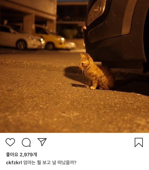길에서 살아가는 고양이들 모습을 담은 인스타 | 인스티즈