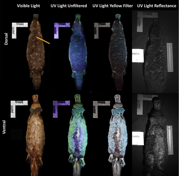 오리너구리 야광인거 알고 있음???? | 인스티즈