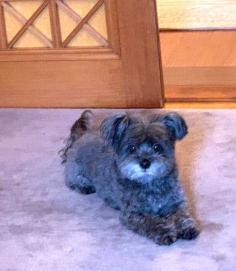 문토리 견상변화(유기견이 사랑받고 자라면 생기는 일) | 인스티즈