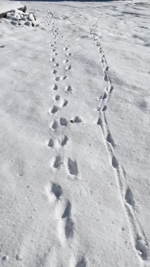 [hahaha] 뚱땅이 걸음걸이가 정말 특이하다는걸 한눈에 알아볼수있는 짤🐾 | 인스티즈