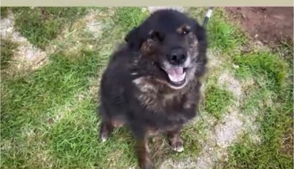 쩌리에서 논란이였던 계곡 방치견에 대한 캠핑장 피드백 | 인스티즈